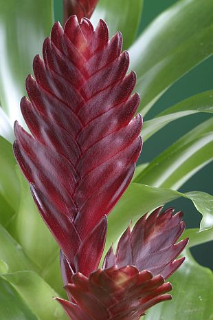 Vriesea 'Cathy' - vrísea (TIP ZC CS)