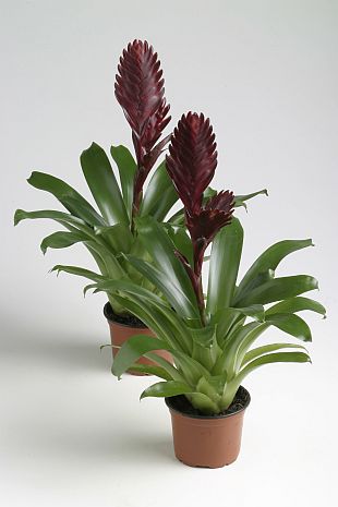 Vriesea 'Cathy' - vrísea (TIP ZC CS)