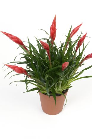 Vriesea 'Astrid' - vrísea (TIP ZC CS)