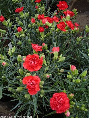 Dianthus 'Can Can' - hvozdík, zakrslý karafiát