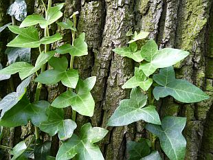 Hedera helix - břečťan popínavý