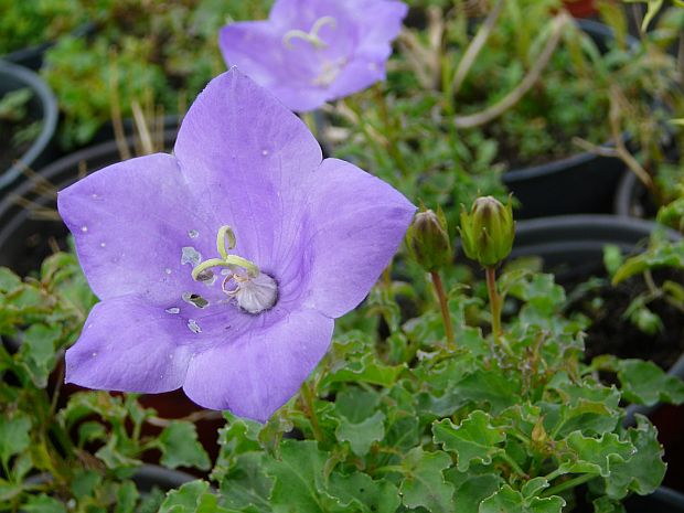 Campanula carpatica 'Deep Blue Clips' - zvonek karpatský