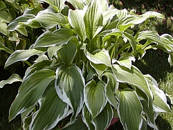 Hosta - funkia