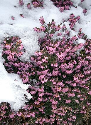 Erica carnea - vřesovec pleťový (PROVOBIS)