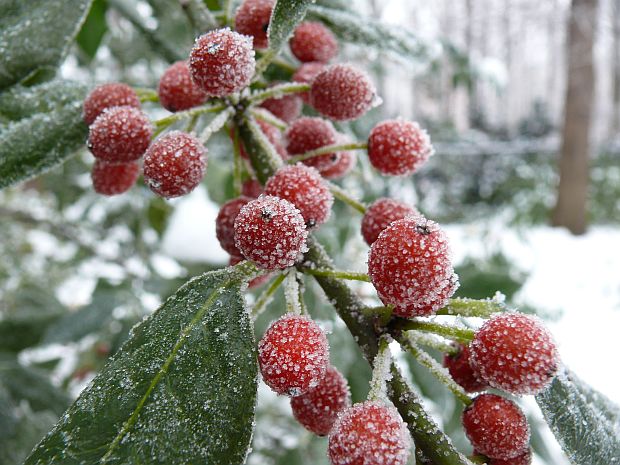 Ilex - cesmína (PROVOBIS)