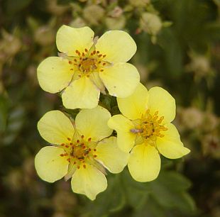 Mochna křovitá - Potentilla fruticosa Mochna křovitá - Potentilla fruticosa