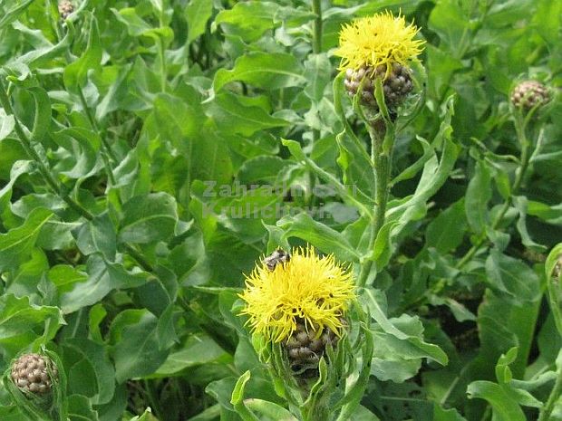 Centaurea macrocephala - chrpa žlutokvětá