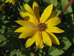 Helianthus tuberosus - topinambur Helianthus tuberosus - topinambur
