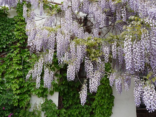 Popínavé rostliny na domě: vistárie - Wisteria, přísavník - Parthenocissus