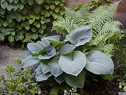 Hosta