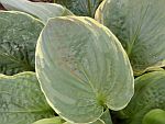 Hosta