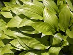Hosta
