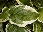 Hosta
