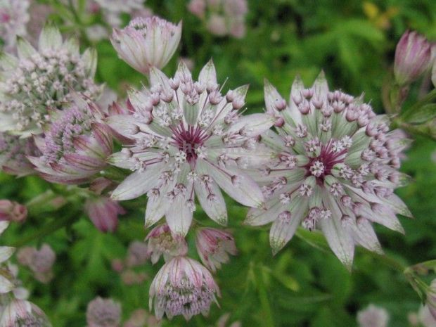 Astrantia major 'Sunningdale Variegated' - jarmanka Astrantia major 'Sunningdale Variegated' - jarmanka