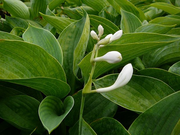 Hosta 'Blue Angel' - bohyška