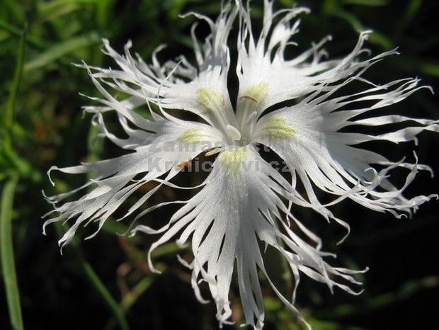 Dianthus arenarius - karafiát, hvozdík