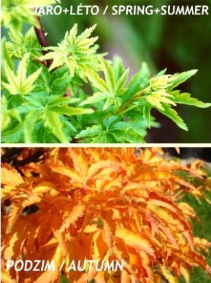 Acer palmatum ('Crispifolium') 'Shishigashira' - japanese maple