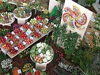 Podzimní FLORA OLOMOUC