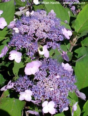 Hydrangea villosa 'Anthony Bullivent' - hortenzie drsná