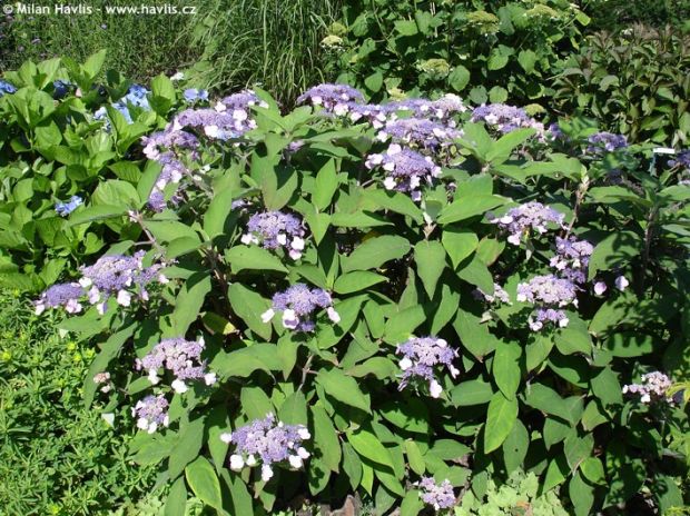 Hydrangea villosa 'Anthony Bullivent' - hortenzie drsná