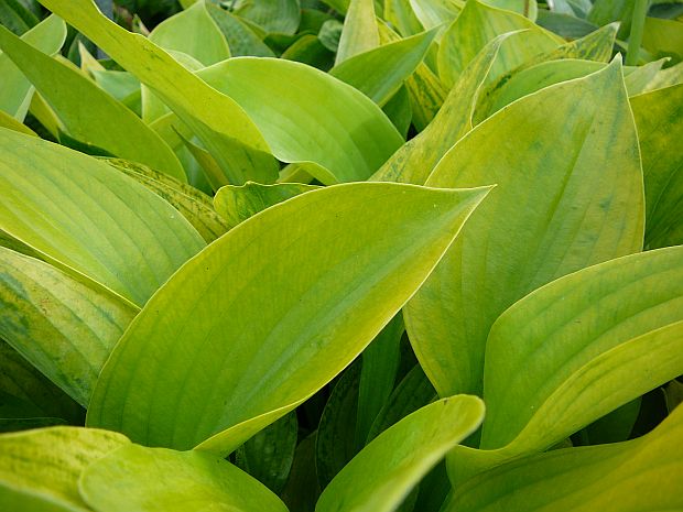 Hosta 'Sum and Substance' - bohyška Hosta 'Sum and Substance' - bohyška
