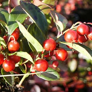 Gaultheria procumbens 'Red Baron' - libavka poléhavá