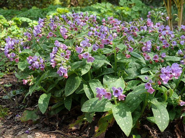Pulmonaria - plicník (PROVOBIS) Pulmonaria - plicník (PROVOBIS)