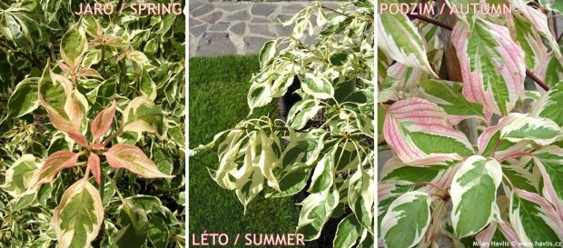Cornus controversa 'Variegata' - wedding cake tree, giant dogwood