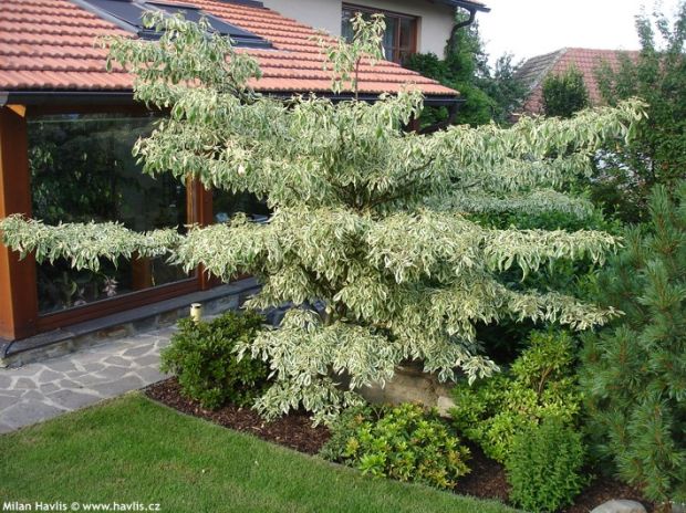Cornus controversa 'Variegata' - wedding cake tree, giant dogwood