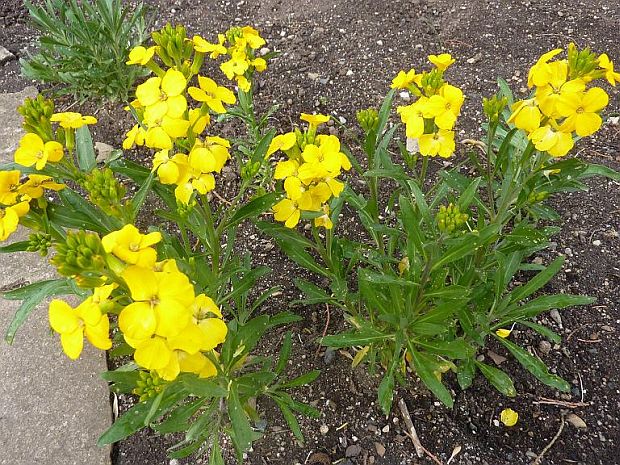 Erysimum cheiri - trýzel vonný