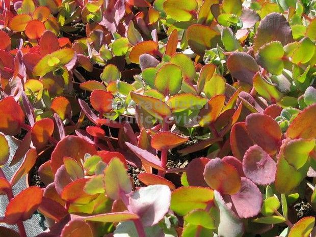 Sedum telephium ssp. ruprechtii 'Hab Gray' - rozchodník