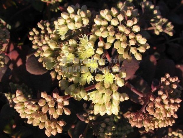Sedum telephium ssp. ruprechtii 'Hab Gray' - rozchodník