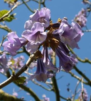 Paulownia tomentosa - paulovnie plstnatá