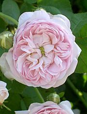Duchesse de Montebello