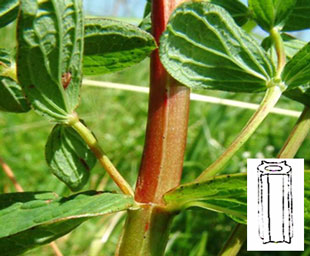 Třezalky - stonek, listy a průřez lodyhou třezalky skvrnité, Hypericum maculatum
