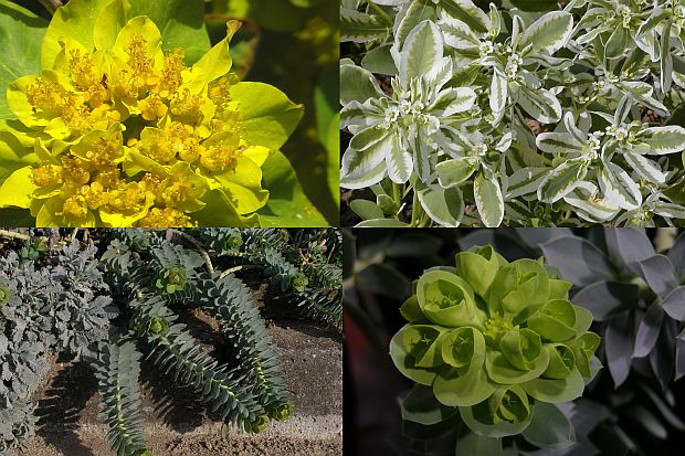 Euphorbia - pryšec