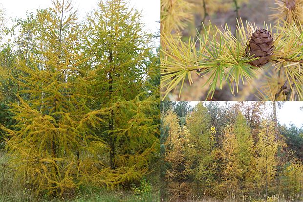 Rostliny s výrazným podzimním zbarvením: Larix decidua - modřín evropský Rostliny s výrazným podzimním zbarvením: Larix decidua - modřín evropský