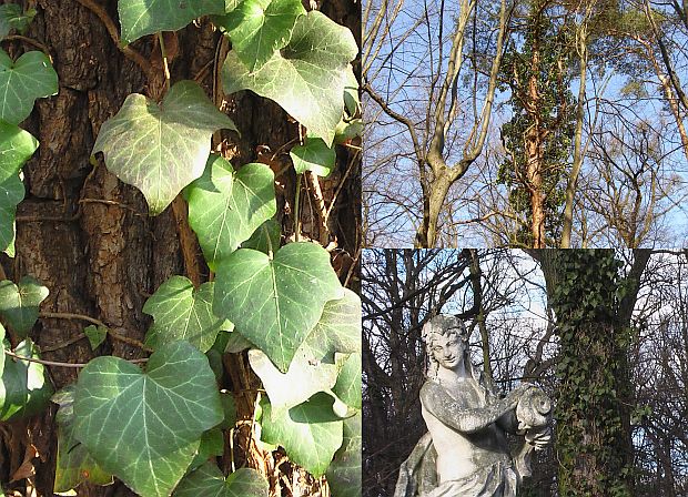Škodí břečťan stromům? Hedera helix - břečťan popínavý