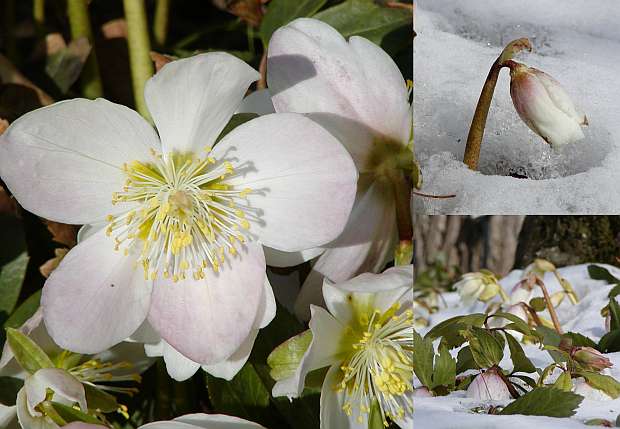 Helleborus niger - čemeřice černá