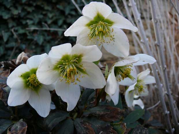 Helleborus - čemeřice (PROVOBIS) Helleborus - čemeřice (PROVOBIS)