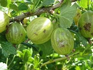 Rostlinolékař - Podosphaera mors-uvae - hnědé /americké/ padlí angreštu (KOHAPLANT)