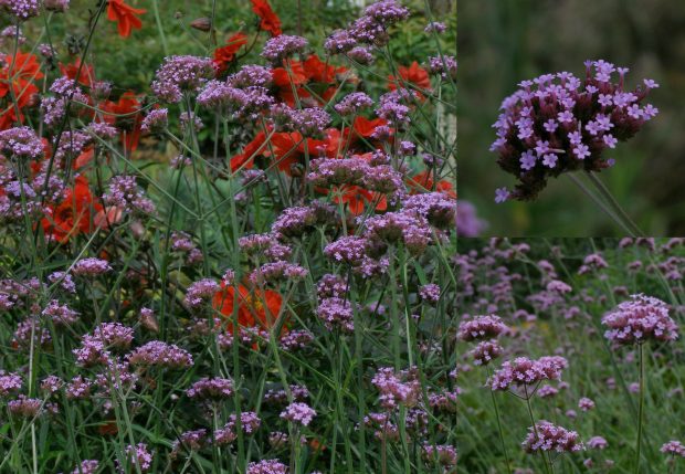 Verbena bonariensis - sporýš klasnatý