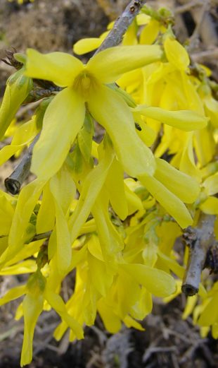 Forsythia - zlatý dážď
