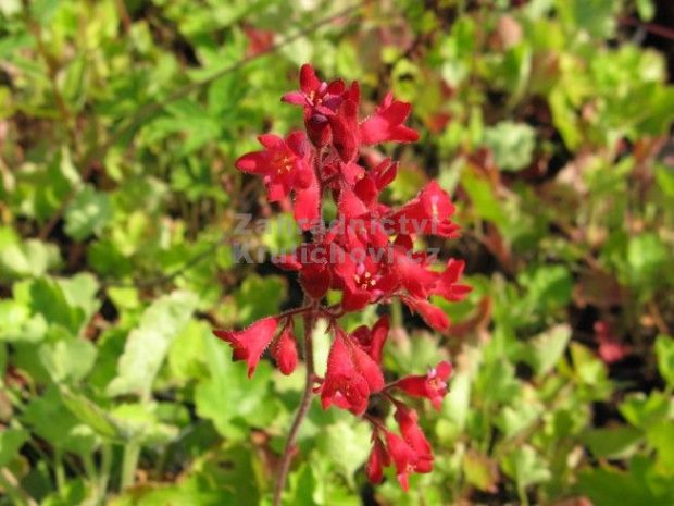 Heuchera sanguinea 'Leuchtkäfer' - dlužicha Heuchera sanguinea 'Leuchtkäfer' - dlužicha