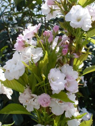 Prunus serrulata 'Amanogawa' - flowering cherry