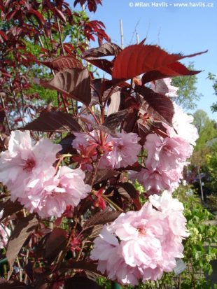 Prunus serrulata 'Royal burgundy' - flowering cherry
