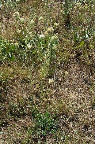 Daucus carota - mrkev obecná