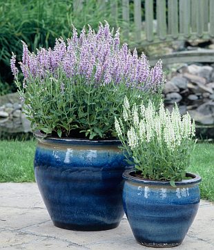 Salvia nemorosa 'Blauhugel' - šalvěj hajní (PROVOBIS)