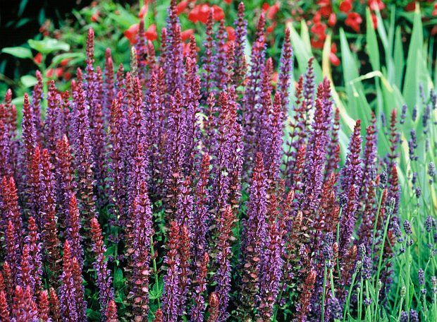 Salvia nemorosa 'Ostfriesland' - šalvěj hajní (PROVOBIS)