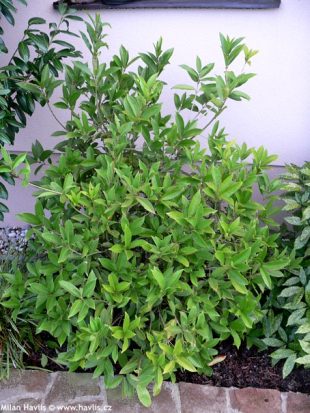 Osmanthus armatus - sweet olive